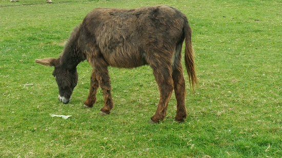 Island Farm Donkey Sanctuary