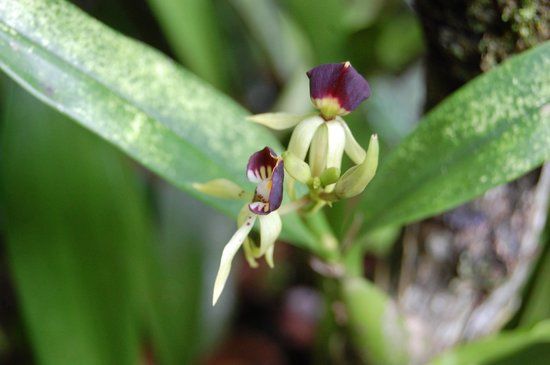 Botanical Orchid Garden La Garita