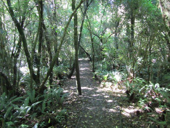 Peel Forest Park Scenic Reserve