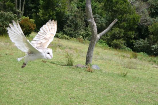 O'Reillys Birds of Prey