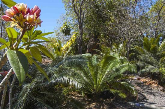 Jurassic Cycad Gardens
