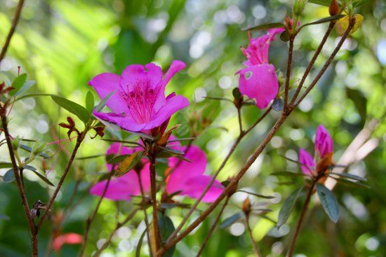 Green land spice garden