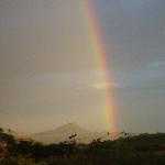 Lelu's Shake Burguer