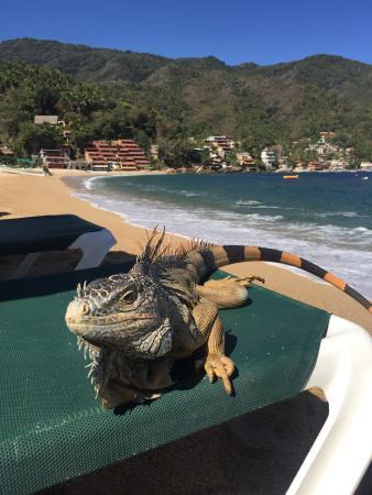 Restaurant Tino's Oasis