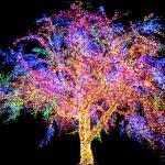 Restaurace Bárka Gutovka