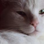 Toque Toque Bar e Lanchonete