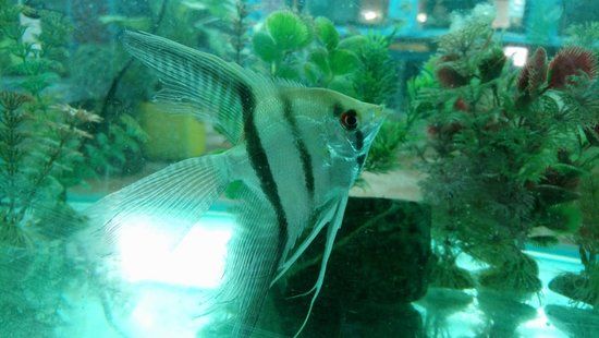 Acuario Turistico de Mindo