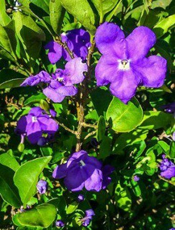 Santuário de Santa Luzia