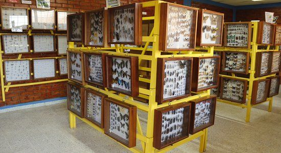 Museo Entomologico CURLA