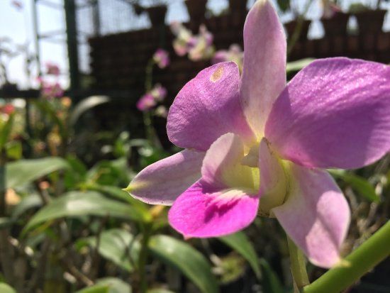 Vagamon Orchidarium and Floriculture Project