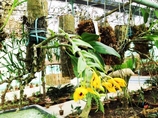 Kaziranga National Orchid Park