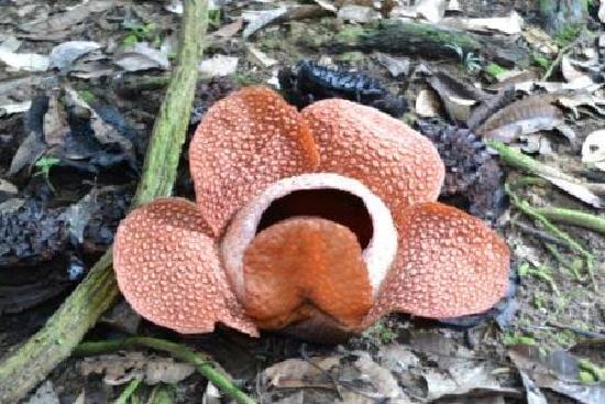 Poring Hot Spring and Nature Reserve