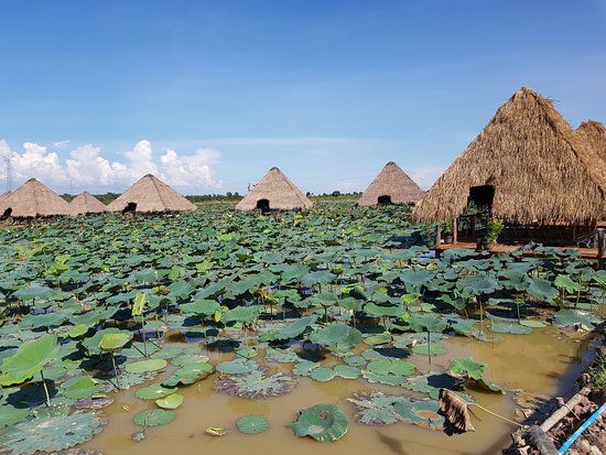Lotus Farm