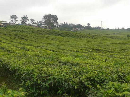 Malabar Tea Plantations