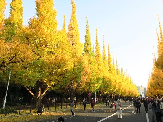 Jingu Gaien Ginkgo Avenue