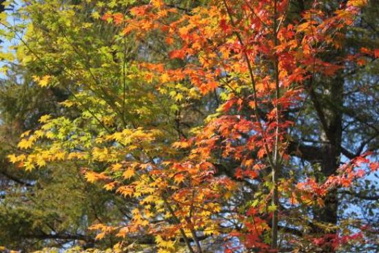 Yamanakako Bungaku no Mori Park