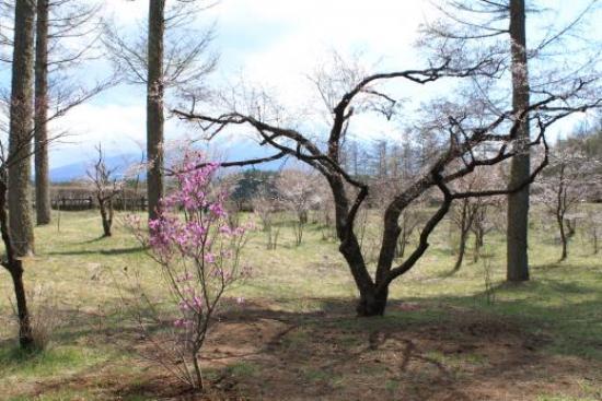 Kawaguchiko Sozo-no-Mori