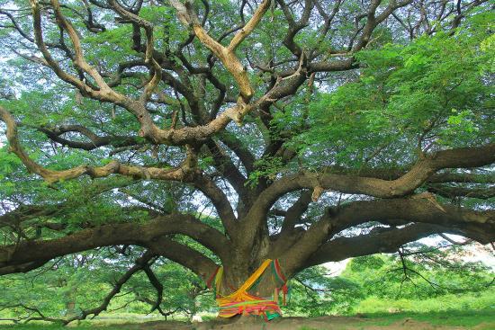 Giant Tree Kanchanaburi