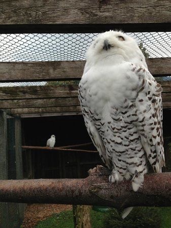 Greifvogelpark Buchs