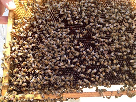 Centro Muria de Interpretación Apícola