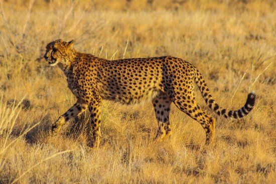 Namib Carnivore Conservation Centre