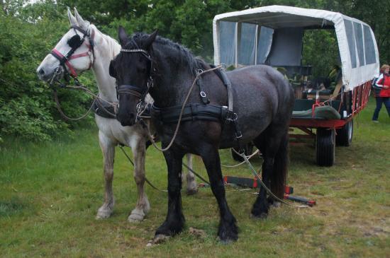 Terpstra Huifkartochten & Paardrijden