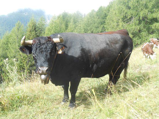 Azienda Agricola Luca Elex