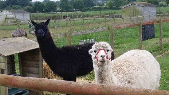 Rodbaston AnimalZone