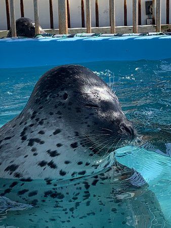 Dolphin Resort Iruka Fureai