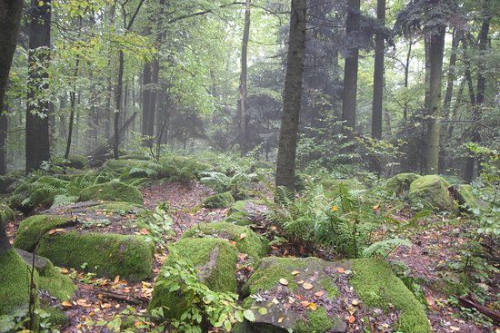 Rezerwat przyrody Góra Dobrzeszowska