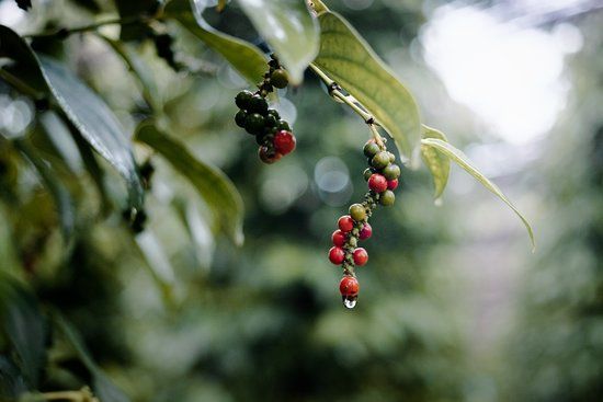 Bo Tree Organic Farm & Pepper Plantation