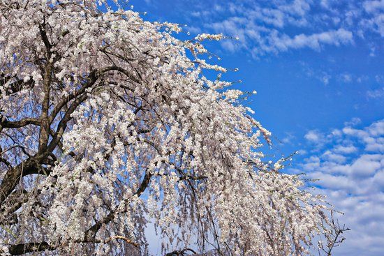 Nakashio no Shidarezakura