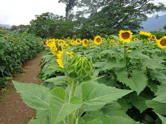 Finca de los Girasoles