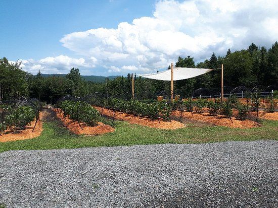 Bleuetiere-Framboisiere Ste-Lucie