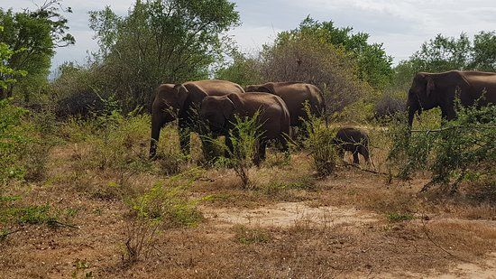 Parc national d'Uda Walawe