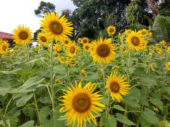 Green Nest Passion Fruit Farm