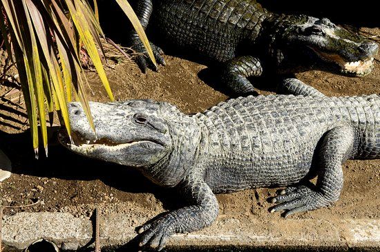 Atagawa Bananawani Garden Bunen