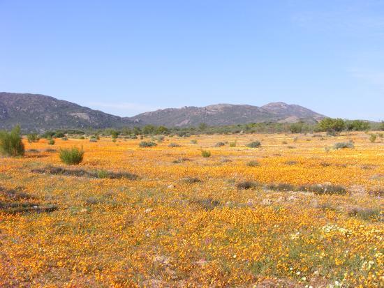 Springbok Lodge Restaurant