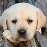 Pizzeria Santo Stefano