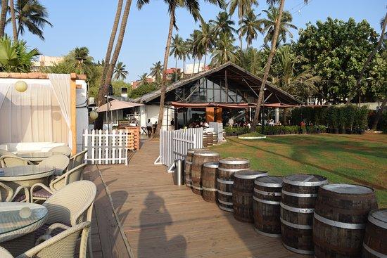 Razzberry Rhinoceros