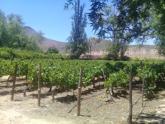 Du'SwaRoo Wine and Olive farm