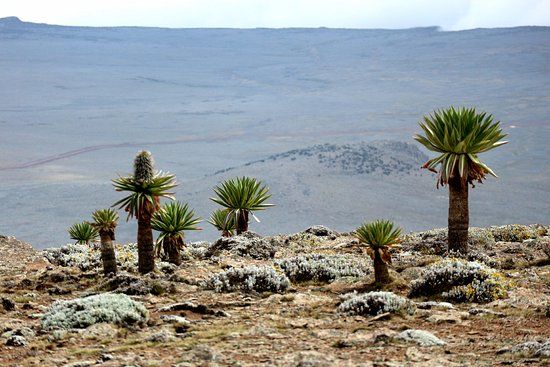 Bale Mountains National Park