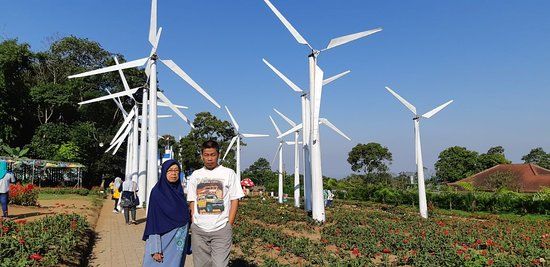 Celosia Flower Garden