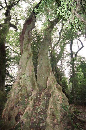 Antarctic Beech Trees