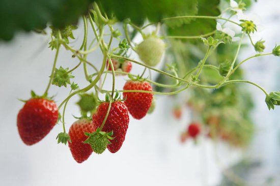 Chura Ichigo Nanjo House