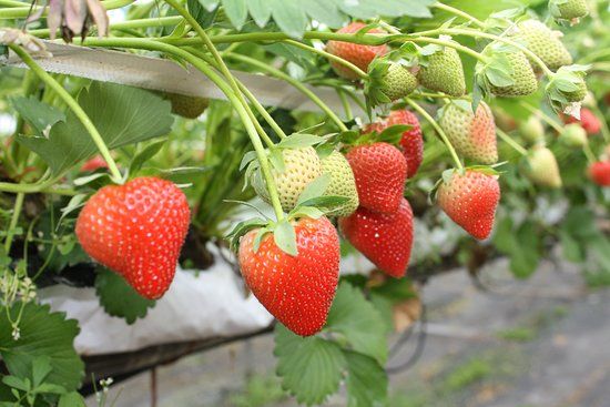 Goodall's Strawberry Farm