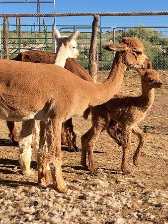 Circle Cliff Ranch Alpacas