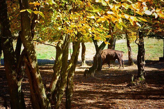 Hateg-Slivut Bison Reserve