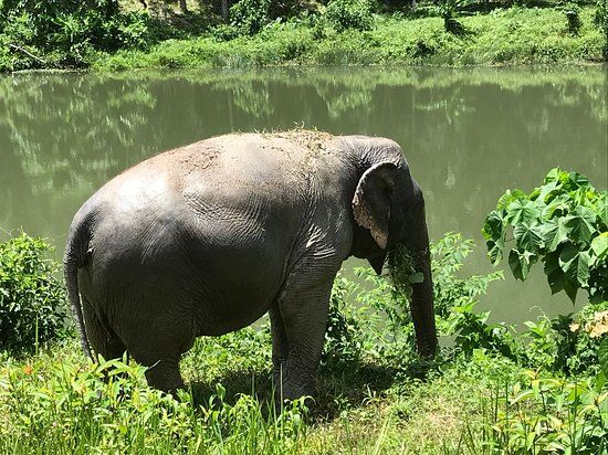 Phuket Elephant Park