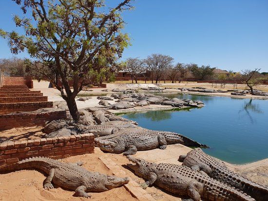 Thaba Kwena Crocodile Farm
